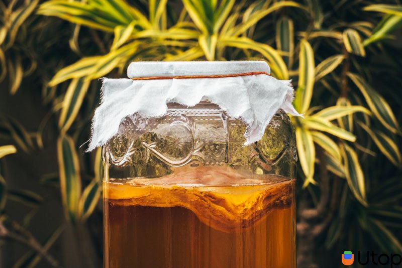 Trà Kombucha - Bổ sung vi khuẩn có lợi cho đường ruột